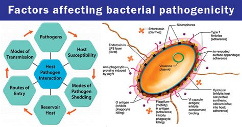bacterial virulence factors archives microbiology notes