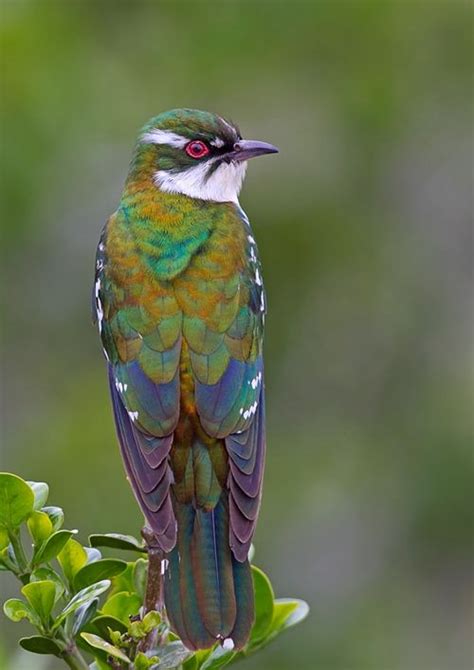 dideric cuckoo chrysococcyx caprius africa photo  gregg darling   cute birds