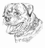 Rottweiler Vectorhand Monochrome Rottweilers Illustratie sketch template