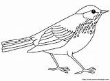 Thrush Hermit Coloring Birds Bird Browser Ok Internet Change Case Will sketch template