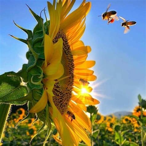 pin em sunflower