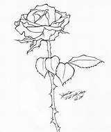 Rose Drawing Flower Stem Template Tattoo Drawings Templates Draw Sketch Outline Blooming Drip Getdrawings Vector Premium Paintingvalley sketch template