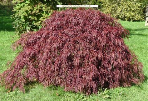 Pictures And Information Japanese Maple Crimson Queen