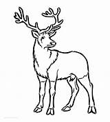 Stag Drawing Line Stencil Getdrawings sketch template