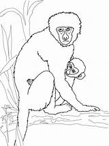 Monkey Coloring Pages Baby Vervet Howler Its Drawing Printable Monkeys Kids Line Drawings Animals Sheets Cute Puzzle sketch template