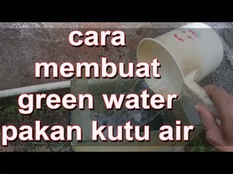 membuat green water pakan kutu air youtube