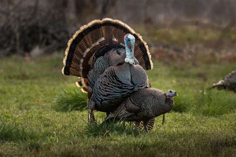 Wild Turkey Mating Series 3 Of 5 Wild Turkey Meleagris Ga… Flickr