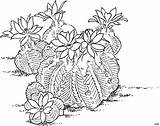 Kaktus Stehend Malvorlage Ausmalbild Blumen sketch template