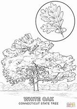 Coloring Tree State Pages Maryland Illinois Connecticut Drawing Texas Louisiana Printable Missouri Symbols Oak Trees Monkey Hanging Color Empire Building sketch template