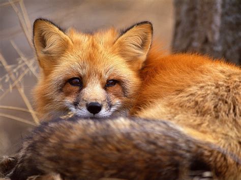 red fox animal basic facts  photographs animals lover