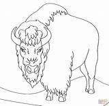 Coloring Bison Clipart Pages Angry Printable Drawing Animal Webstockreview sketch template