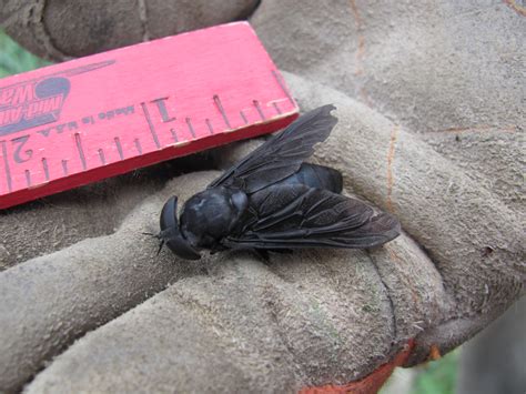 horse fly  humongous horse fly    flying  flickr