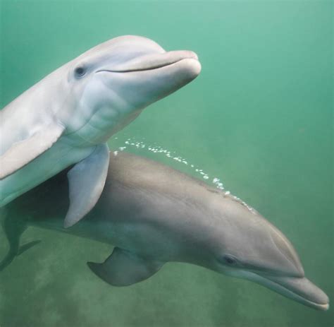 anatomische entdeckung das sonderbare sexleben der delfine welt