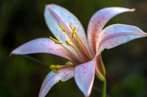picture nature lily flower plant pistil petal garden blossom