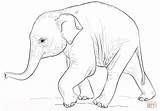 Elephant Coloring Baby Pages Drawing Cute Draw Elephants Printable Line Step Drawings Supercoloring Asian African Tutorials Ba Sketch Pretty Paintingvalley sketch template
