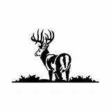 Whitetail Decal sketch template
