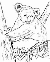 Koala Coloring Pages Bear Cute Bears Colouring Drawing Print Getdrawings Real Samanthasbell Popular Colorings sketch template