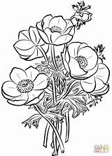 Coloring Poppies Pages Bouquet Flower Poppy Printable Color Drawing Print Adults sketch template