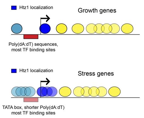 chromatin structure  function