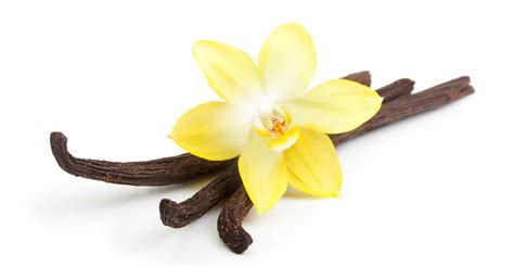 amazing health benefits  vanilla natural food series