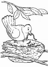 Vogels Vogel Stemmen sketch template