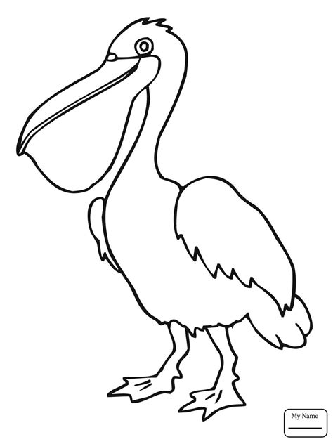 brown pelican drawing  getdrawings