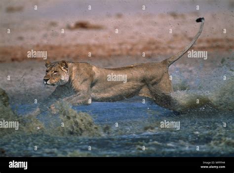 lion chasing prey  res stock photography  images alamy