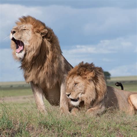 lioness hunting prey