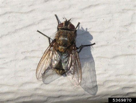 rid  cluster flies naturally today disinpest