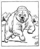 Bear Coloring Pages Printable Polar Kids Color Grizzly sketch template