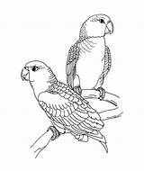 Coloring Pages Parrot Realistic Getcolorings Parrots Getdrawings sketch template