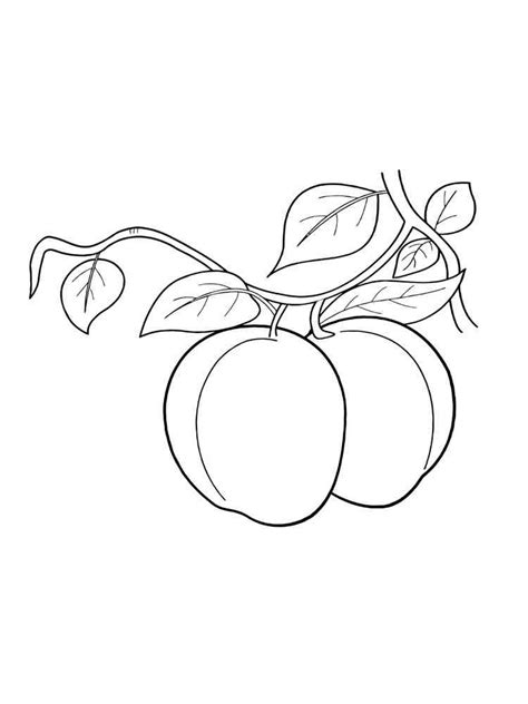 peach coloring pages   print peach coloring pages