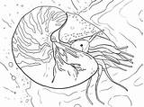 Nautilo Squid Nautilus Malvorlagen Molluschi Unterwasser Printmania Supercoloring Birijus sketch template