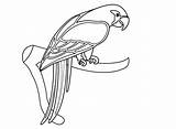 Parrot Papagei Ausmalbilder Parrots Sheets Coloringhome sketch template