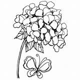 Hydrangea Hydrangeas sketch template