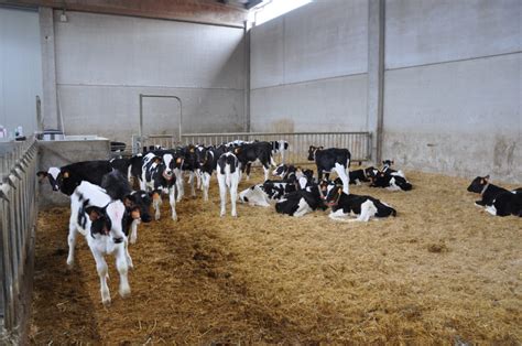 benessere nellallevamento della bovina da latte luglio