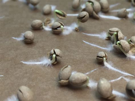 seed pellets  precision seeders  automated transplanters