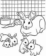 Coloring Rabbit Pages Baby Pet Printable Colouring Rabbits Color Kids Print Pets Breeding Bunny Cat Dog Books Popular Animal Coloringhome sketch template