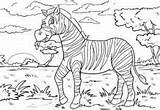 Zebra Ausmalbild Malvorlage Wildtiere Kolorowanka Obiedzie Waldtiere Drukowanka Pasy Druku Coloringbay Malowankę Wydrukuj sketch template
