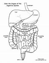 Digestive Organs Tract Organ Pancreas Digestion Exploringnature sketch template