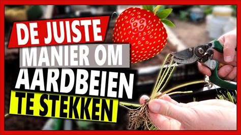 de juiste manier om aardbeien te stekken week  vlog  hoe stek je een aardbeienplant