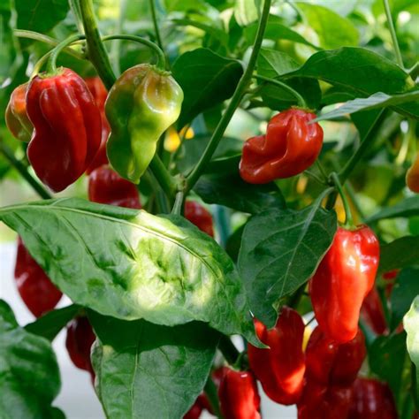 chilli habanero red seeds  seed collection