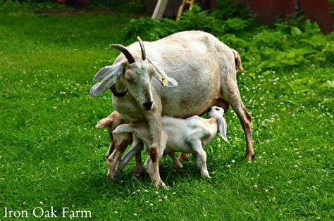 raising dairy goats  guide  breeds