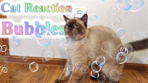 Cute Cat Reaction Bubbles One Cat Against Too Many Bubbles Youtube