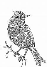 Bird Coloring Birds Book Pages Beautiful Adult Adults Complex Patterns Printable Animals Nature sketch template