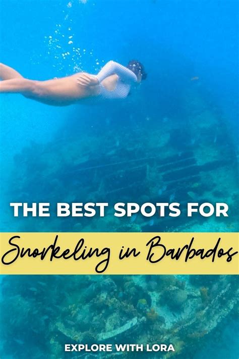 snorkeling in barbados artofit