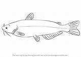 Catfish Fishes Sketch Drawingtutorials101 sketch template