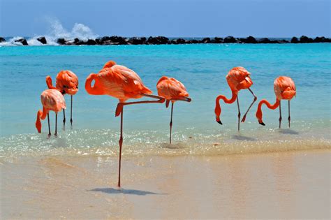 visit flamingo beach  renaissance aruba private island