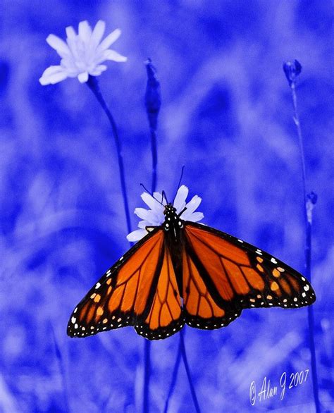 monarch  blue beautiful butterflies monarch butterfly types