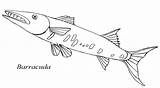Barracuda Coloring Drawing Pages Fish Designlooter Saltwater Paintingvalley sketch template